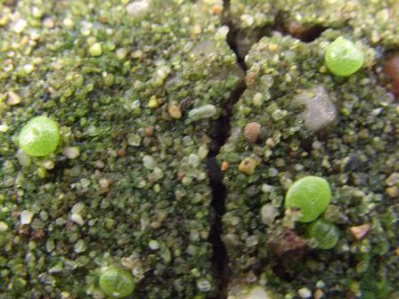 Conophytum-Sämlinge.jpg