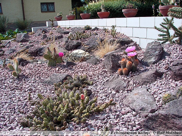 289_Echinocereus_baileyi.JPG