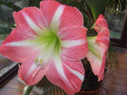 Amaryllis1.jpg