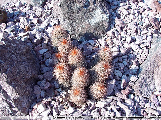 12_Echinocereus_baileyi.JPG