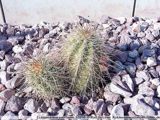 14_Echinocereus_coccineus_SB850.JPG