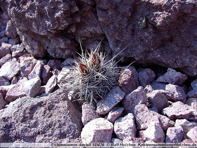 16_Echinocereus_davisii_SB426.JPG