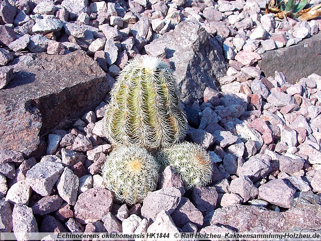 17_Echinocereus_oklahomensis_HK1844.JPG