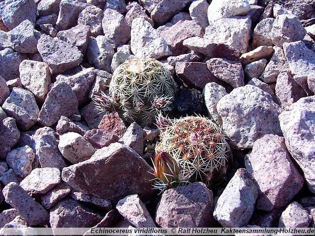 19_Echinocereus_viridiflorus.JPG