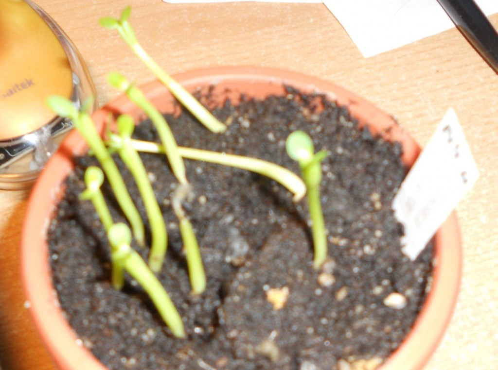 Euphorbia enopla - die kleinen Biester sind wohl kamerascheu...