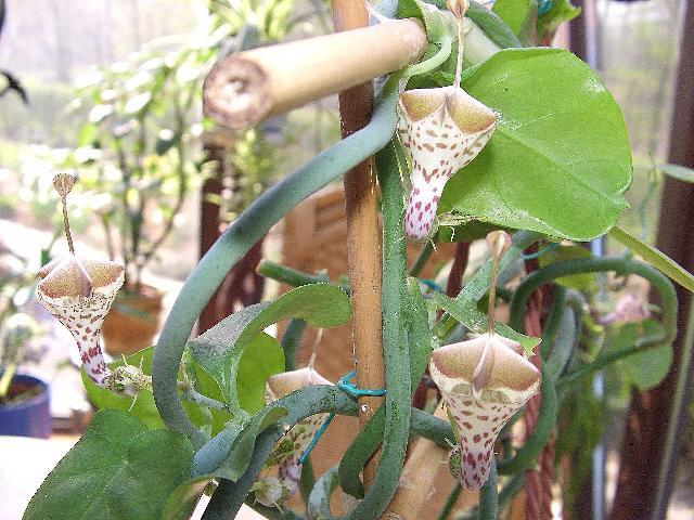 Ceropegia haygarthyi.jpg