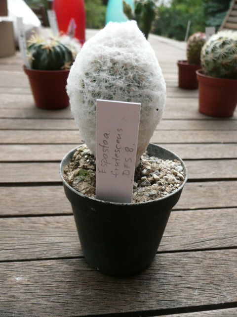 Espostoa frutescens - 21.5.11.JPG