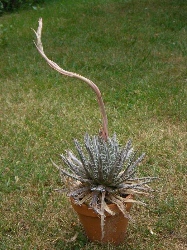 Agave filifera?