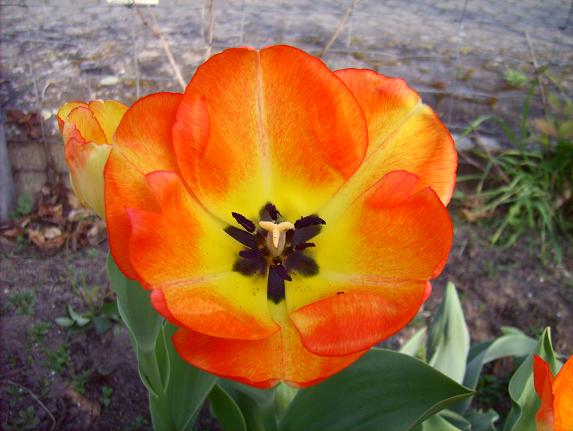 Tulpen3.JPG