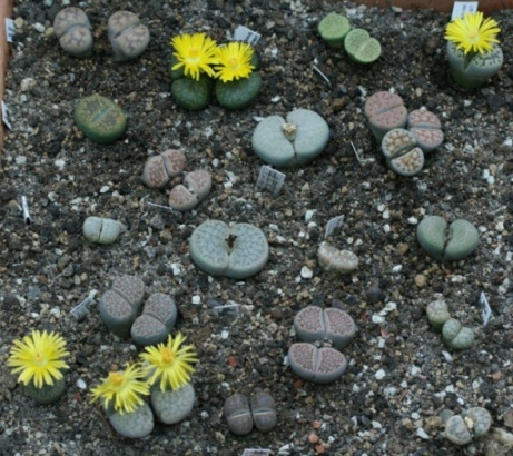 Lithops--.jpg