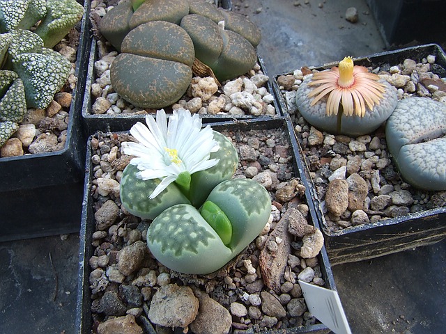 L. julii ssp. fulleri v. fulleri 'Fullergreen'.jpg