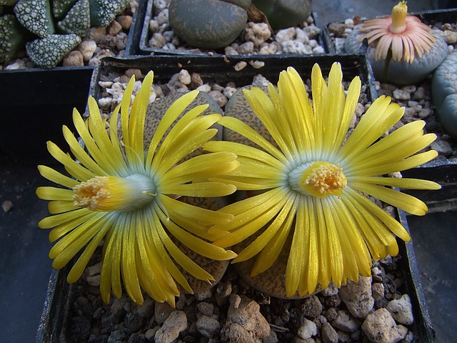 L. terricolor.jpg