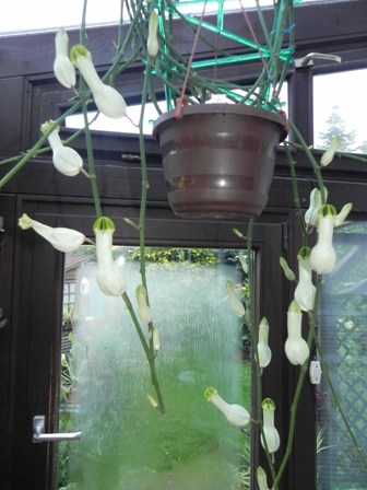 Ceropegia ampliata.jpg