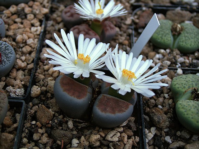 Lithops karasmontana