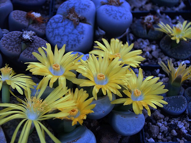 evtl. Lithops divergens