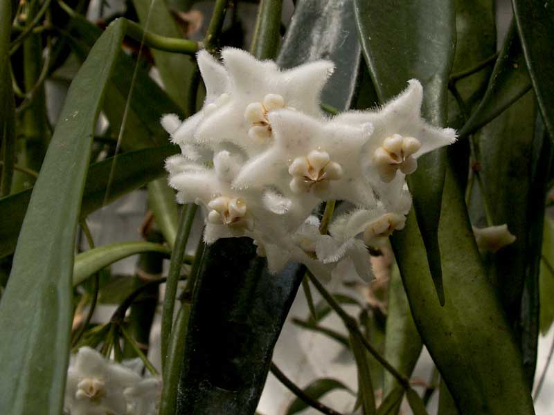 longifolia-5283.jpg