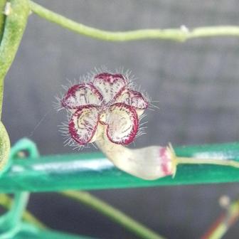 Ceropegia carnosa 1.jpg