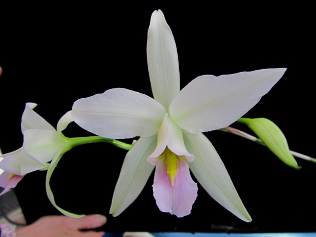 Laelia anceps delicata