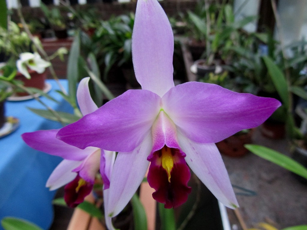 Laelia anceps Guerrero-Form