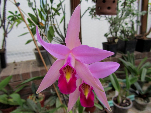 Laelia anceps