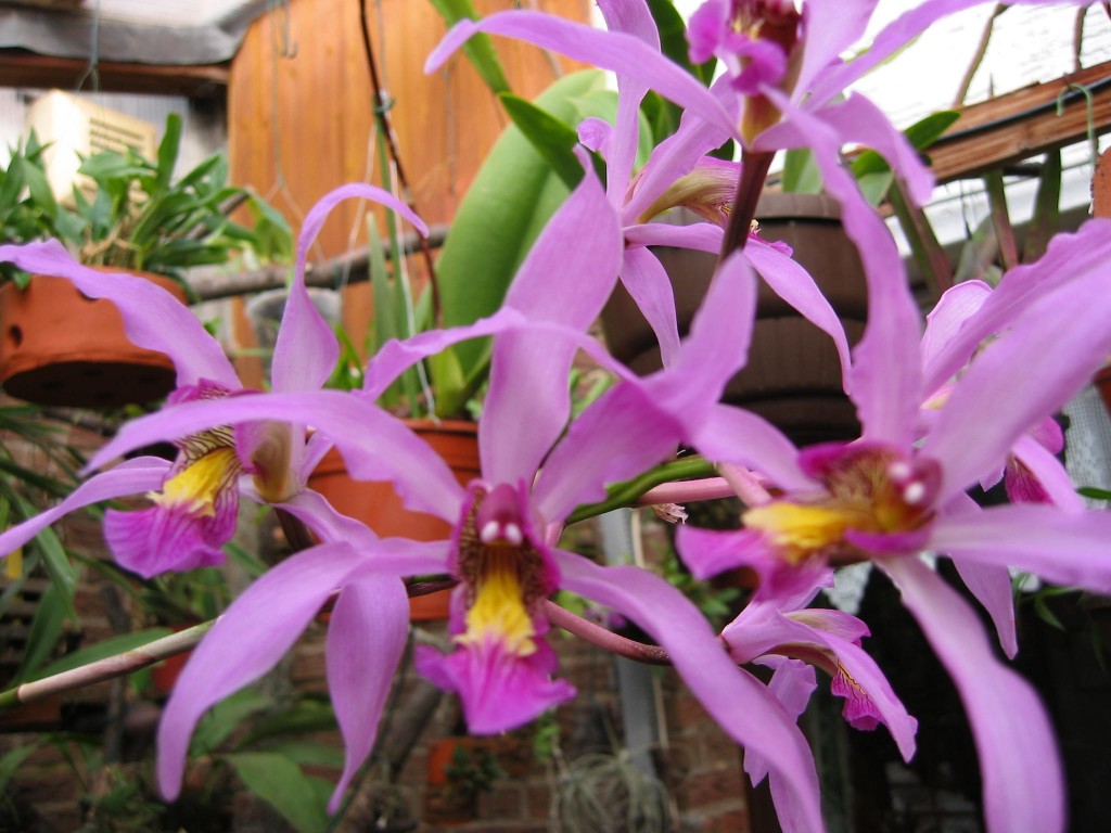 Laelia superbiens