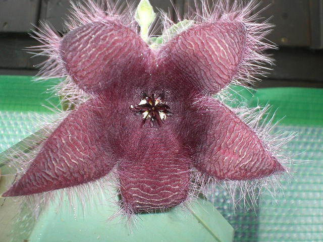 Stapelia hirsuta.jpg