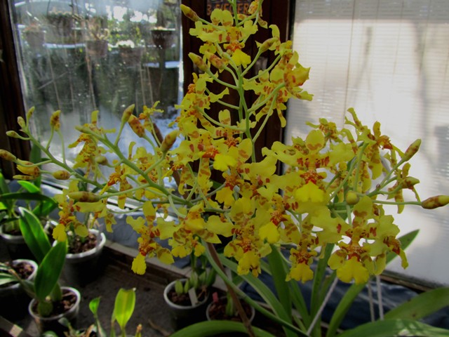 Oncidium excavatum