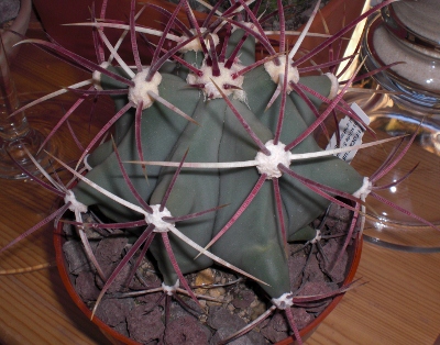 ferrocactus emoryi CMi2 (400x314).jpg