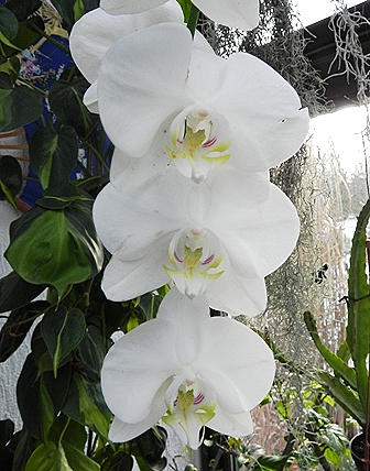 Phalaenopsis III.jpg