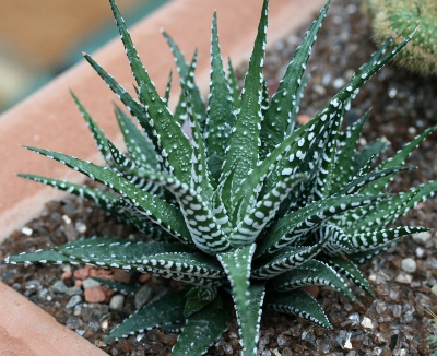 Haworthia%20attenuata.jpg