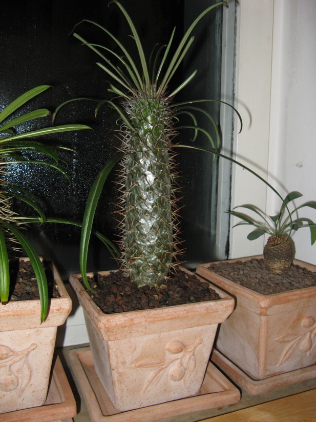 Pachypodium lamerei.jpg