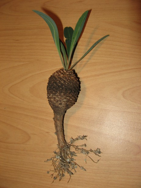Euphorbia bupleurifolia 2.JPG