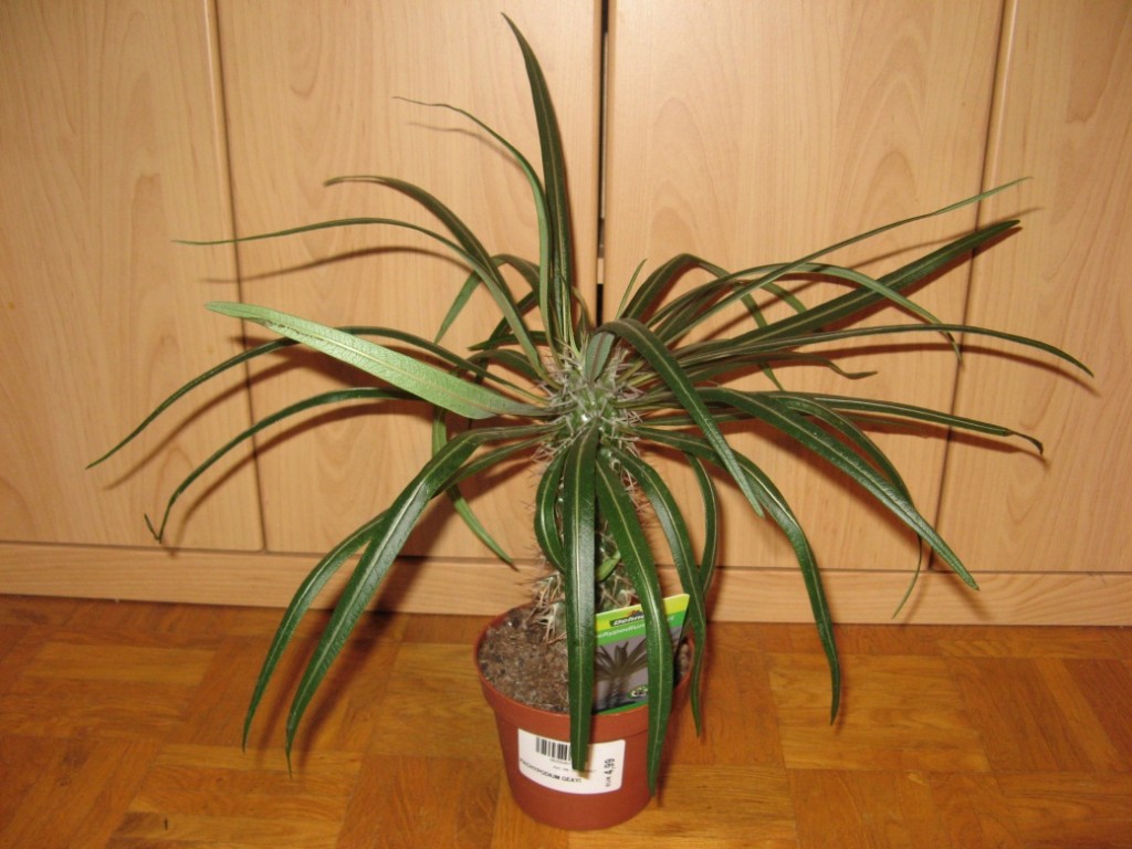 Pachypodium geayi 1.jpg