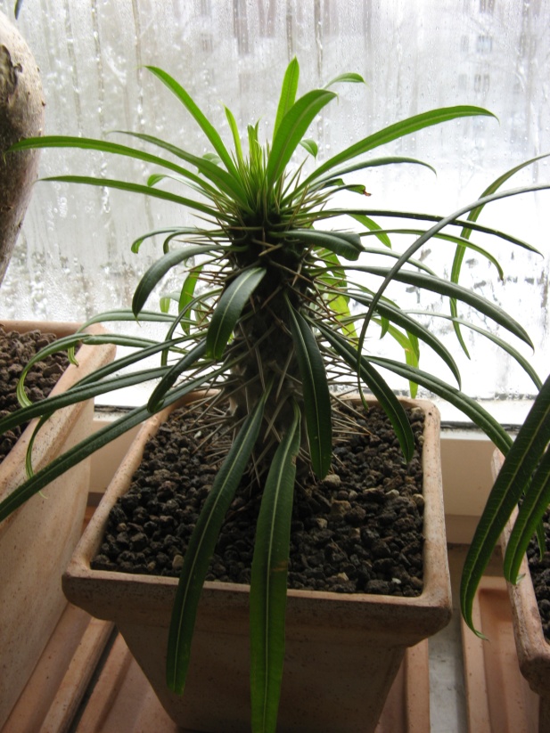 Pachypodium lamerei 2.jpg