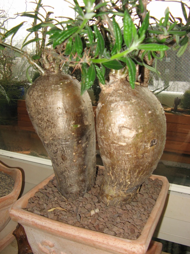 Pachypodium succulentum 1.jpg