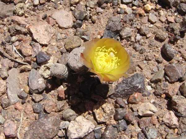 Puna mit gelber Blüte