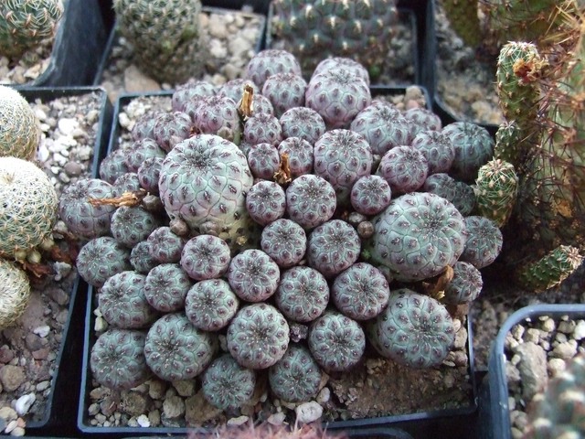 comp_Sulcorebutia rauschii.jpg