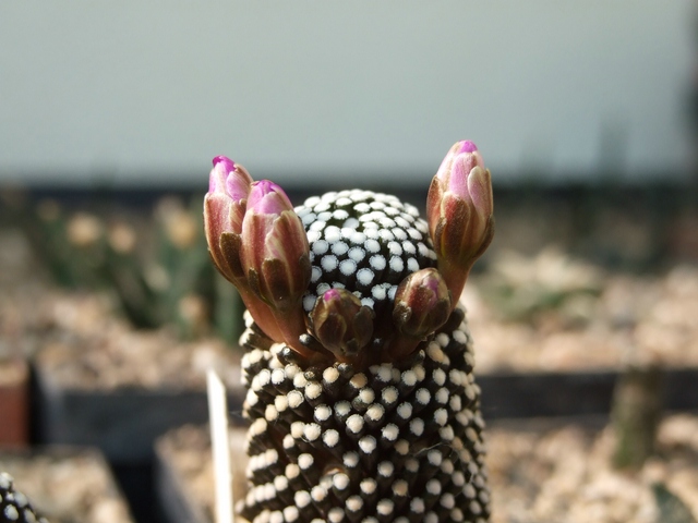 comp_Mammillaria luethii (5).jpg