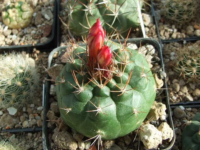 comp_Matucana orodoxa.jpg