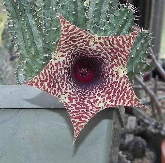 Hybr. Huernia zebrina x Tavaseria barklyi.jpg