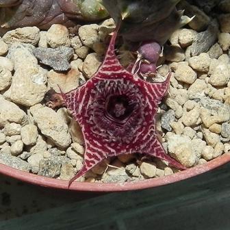 Huernia volkartii.jpg