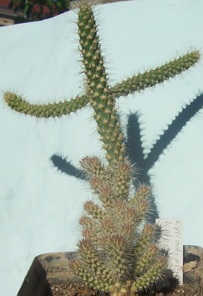 cylindropuntia  kelvinensis 210907_1a.png