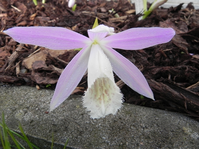 Pleione limprichtii.jpg