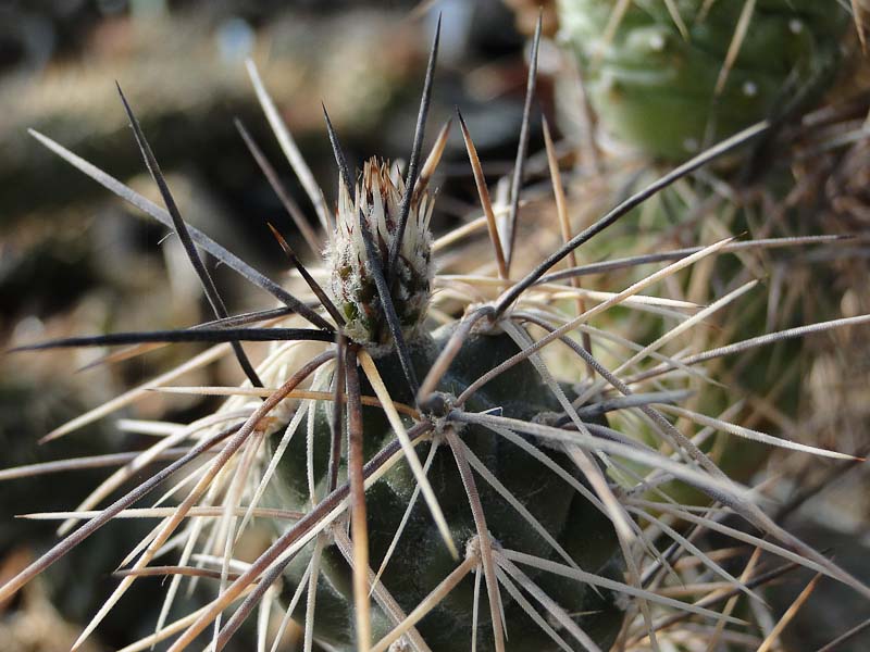 Tephrocactus alexanderi ex HPT 2012 April25-1.jpg