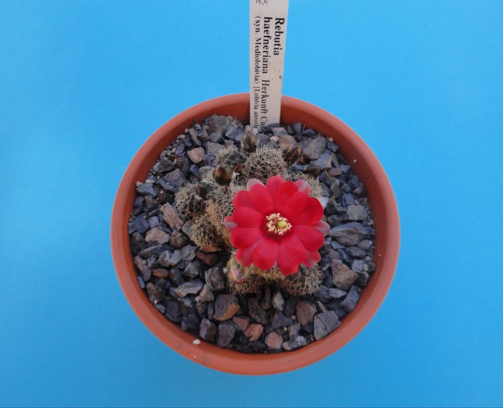 rebutia haefneriana .JPG