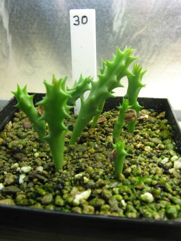 Huernia hystrix - 1 Mai 2012.jpg