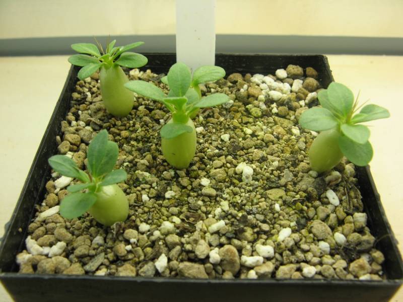 Pachypodium namaquanum - 1 Mai 2012.jpg