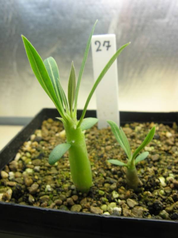 Pachypodium rosulatum - 1 Mai 2012.jpg