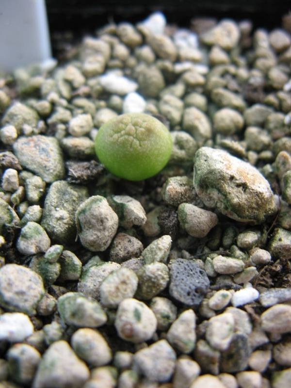 Pseudolithos migiurtinus - 1 Mai 2012.jpg