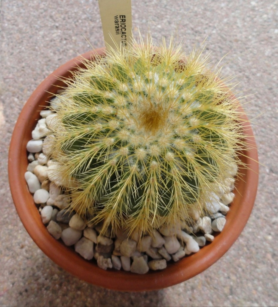 Notocactus warasii.JPG